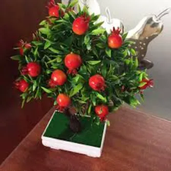 Fruits Bonsai Plants